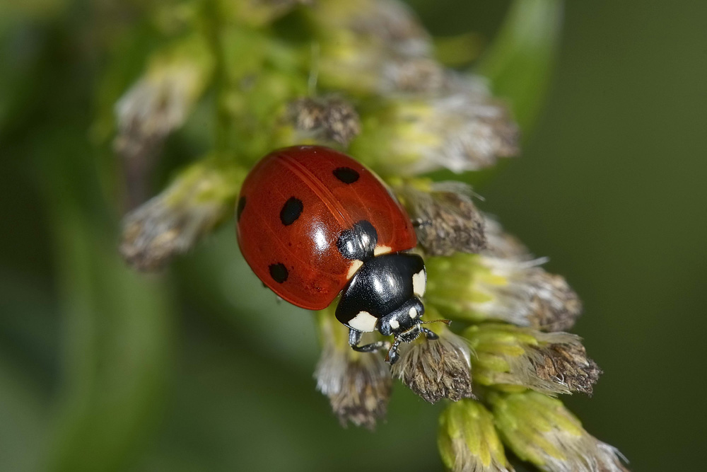 Coccinella septempunctata. Questioni di precedenza